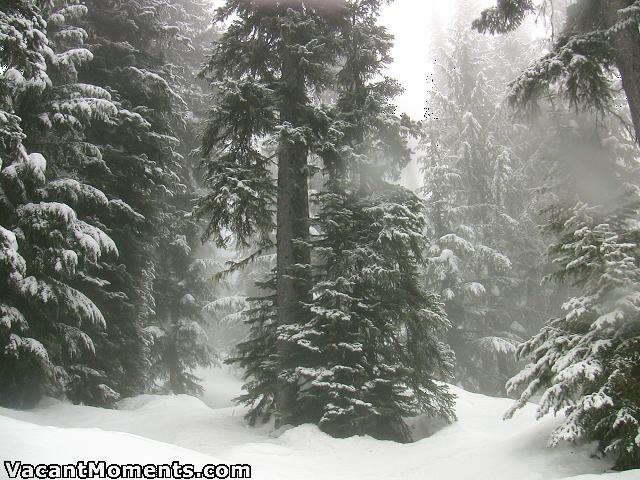 A light dusting in heavy fog this morning