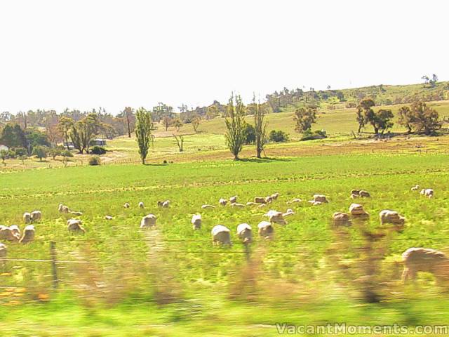 Happy sheep