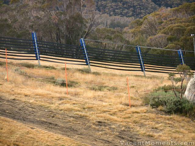 Ropes already to impede rogue tree killing boarders