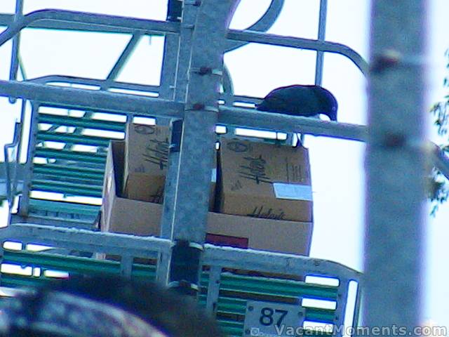 Crow attacking food supplies destined for on-mountain restaurants