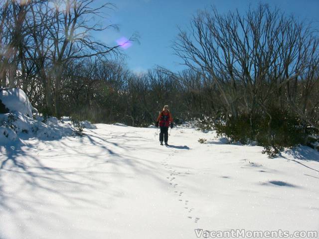 Below tree line looked better than it was<br>but we had more of that blue sky