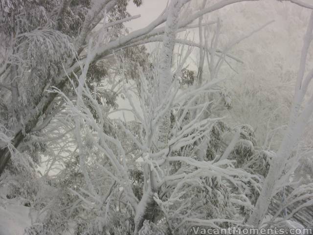 Snow encrusted trees, despite the strong wind