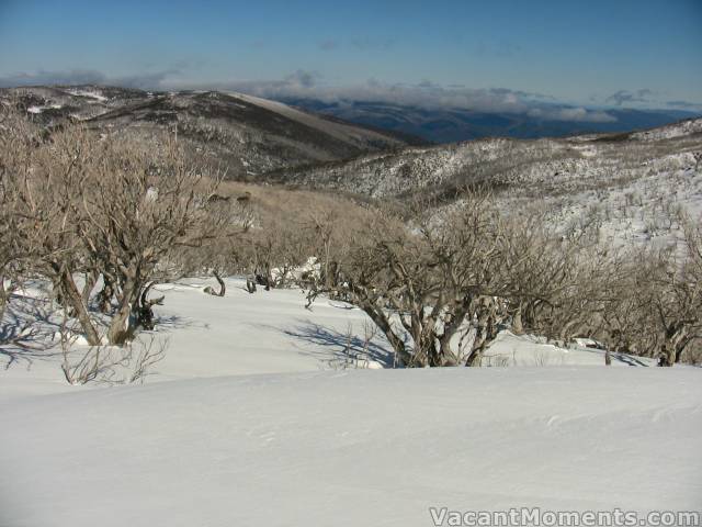 Untracked wind-packed powder below tree line