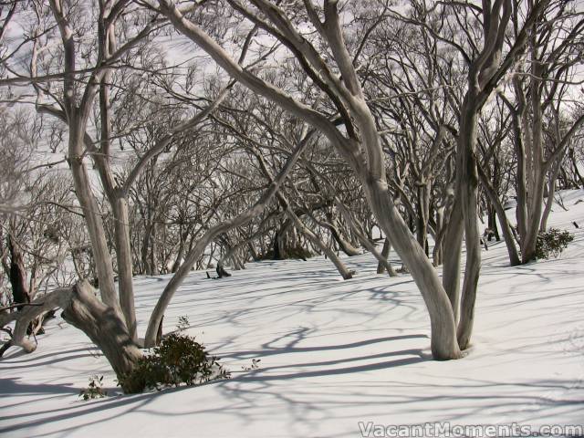 Time to look at the trees enroute to DHG