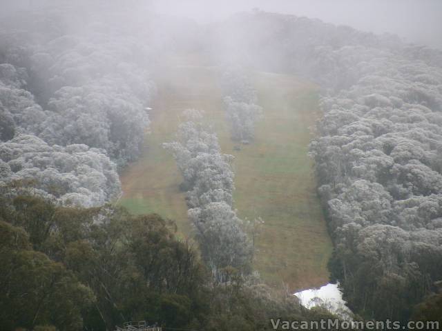 Close up of the snow frosted trees on High Noon 