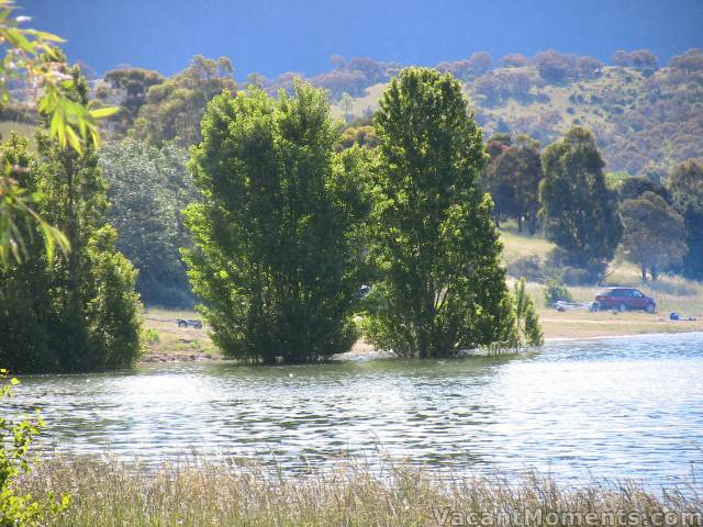 The height of the trees indicates how many years the water level<BR>has been lower than the bases of the trees