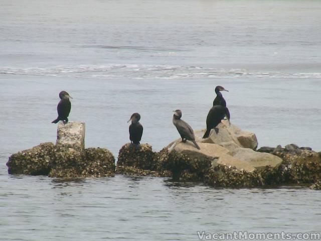 Following last night's IQ program, I now know the difference between shags and cormorants<BR>No shag here