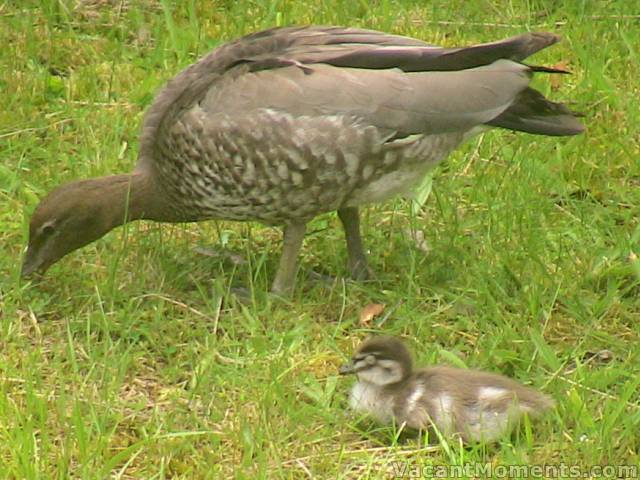 It has been excellent weather for ducks