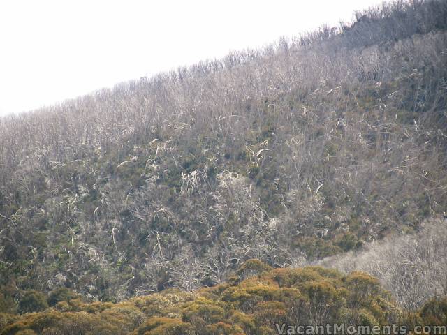 Looks like a lot of trees have fallen - something I haven't noticed before