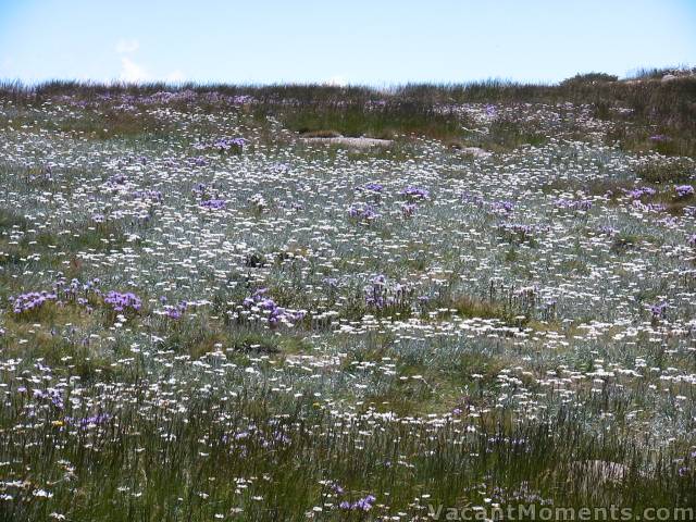 A spectacular flower show only metres from the top of Kosi chair