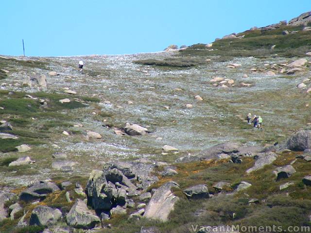 Bushwalkers in a sea of wildflowers on the Dead Horse Gap trail