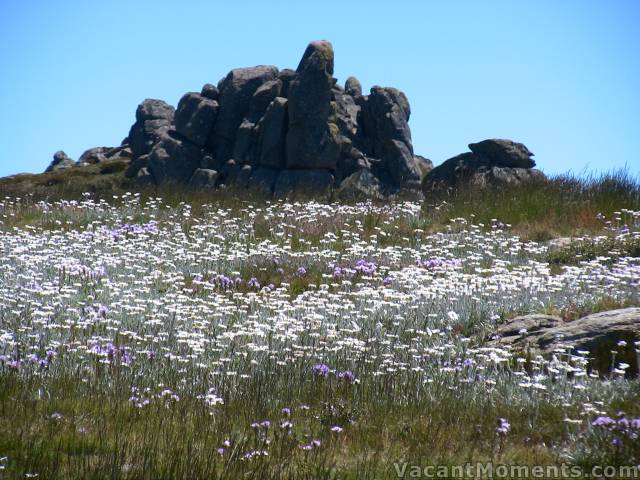 This is summer in the Aussie alpine<BR>PS: very few flies