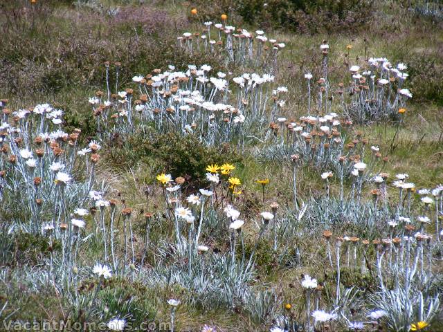 Although the early bloomers are begin to wane