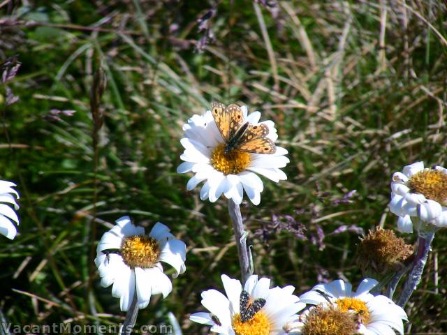 Last drinks as wild flowers disappear for another year