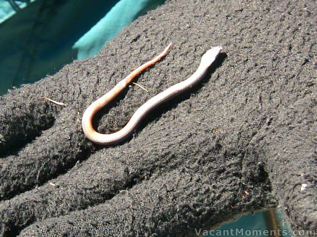 Dead baby red-bellied black snake found behind Eagles Nest