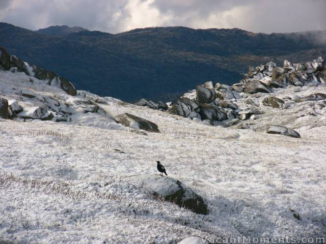 Magpie chortling about the freeze