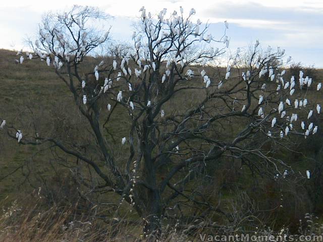 Another unusual species of Australian tree and in full bloom