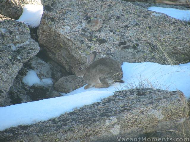 A rabbit photographed from inside Eagles Nest Restaurant on Wednesday