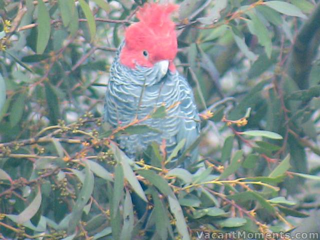 A Gang-gang cockatoo photographed through an apartment window in Thredbo yesterday