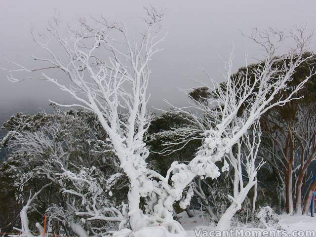 Snow making tree