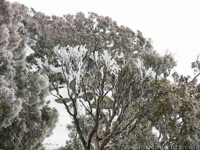 Rime ice on the higher Snow gums facing East