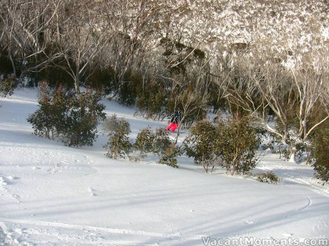 Last descent to DHG -  many new shrubberies