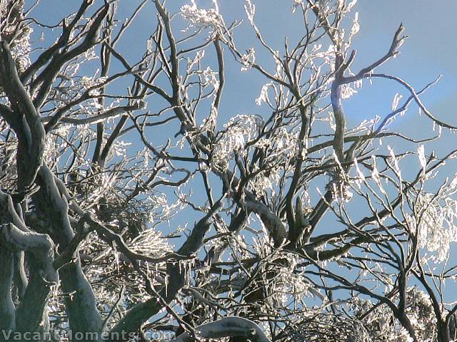 Beautifully iced trees around Sponars