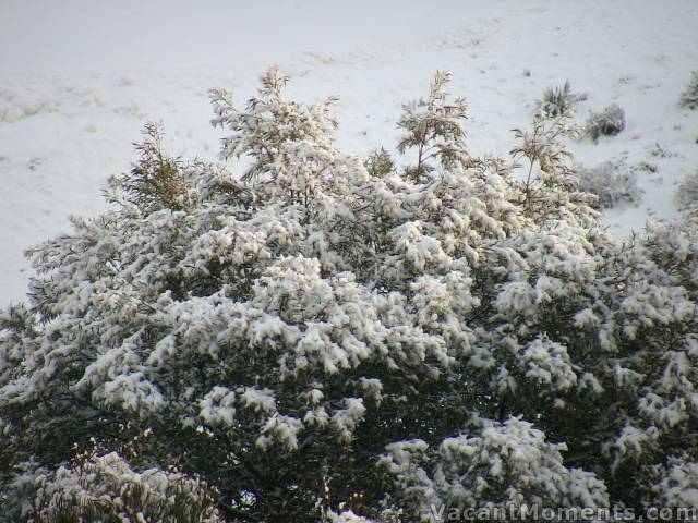 Snow covered trees - like white wattle flowers