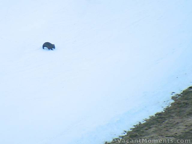 Wally crossing lower Sundance after lifts closed