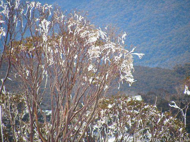 Frozen trees near Kareela