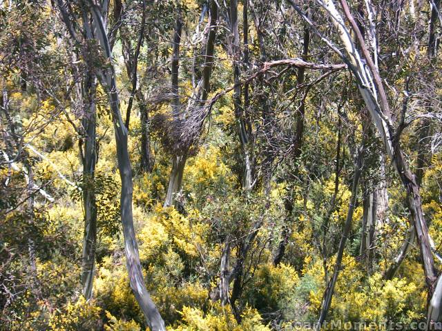 There is a lot of colour on the lower to mid slopes