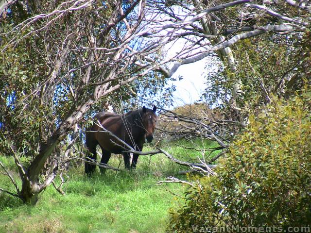 A brumby under the cover of trees hiding from government sponsored shooters in helicopters