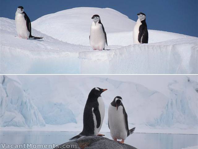 Chinstrap and Gentoo penguins