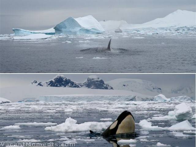 Every trip ashore was filled with excitement<BR>including hungry Orcas (killer whales)