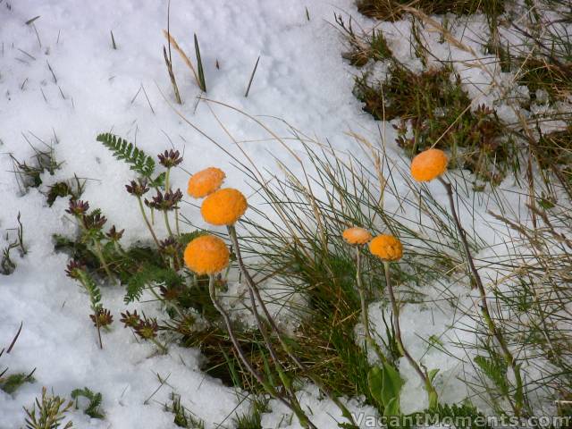 Billy Buttons in the fresh snow today, behind Eagles Nest, Thredbo