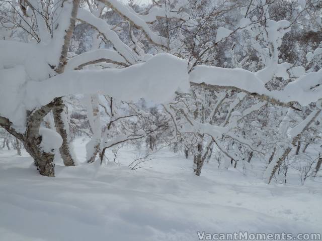 Fresh snow could still be found out of resort