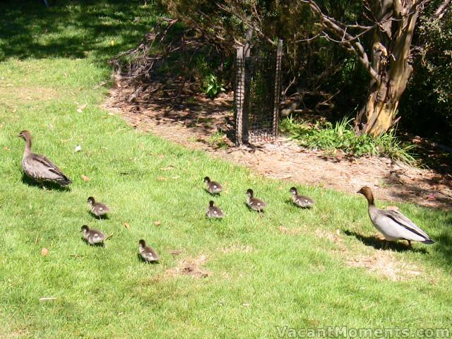 Great weather for ducks - 5 days ago