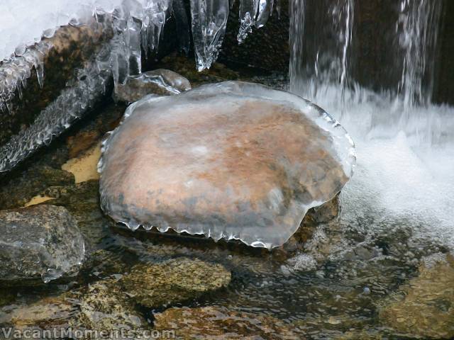 The rare Australian Alpine Jellyfish