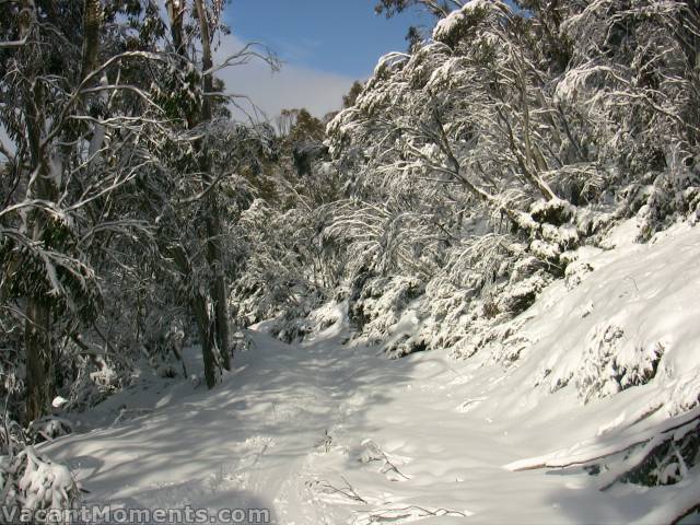 Looking down  BunnyWalk - just above the blocked trail