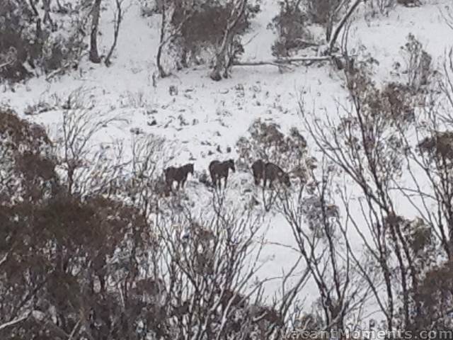 Brumbies at/near Dead Horse Gap - photo by Ray