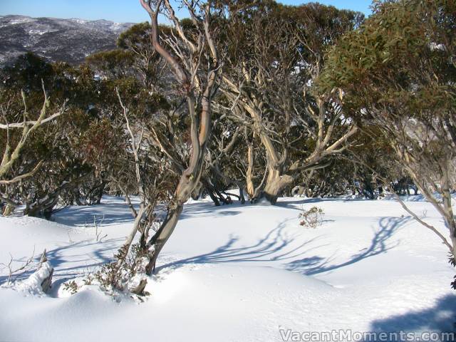 The upper gladed sections completely untracked