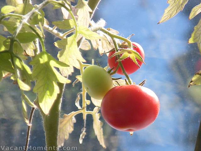 My tomato crop is coming along well :-)