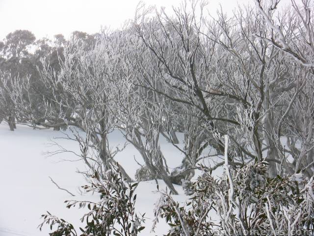 Iced trees - from the earlier freezing mist