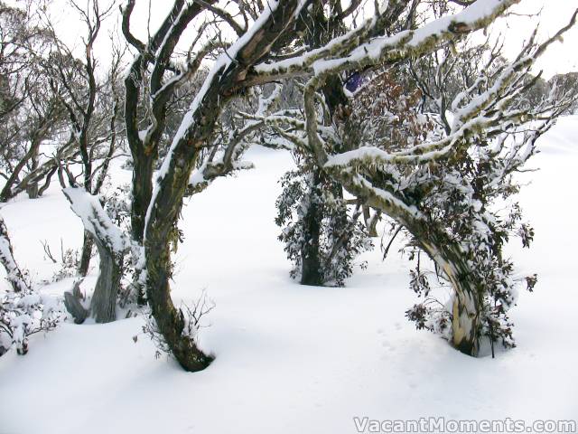 It was all untracked until Lynne, Marion and I got out there