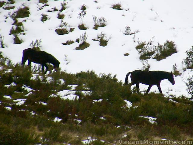 Brumbies spotted today after DHG