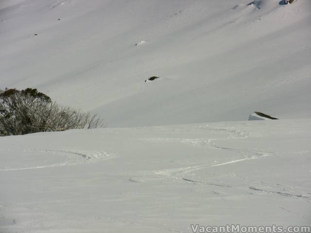 Lovely freshies to the creek