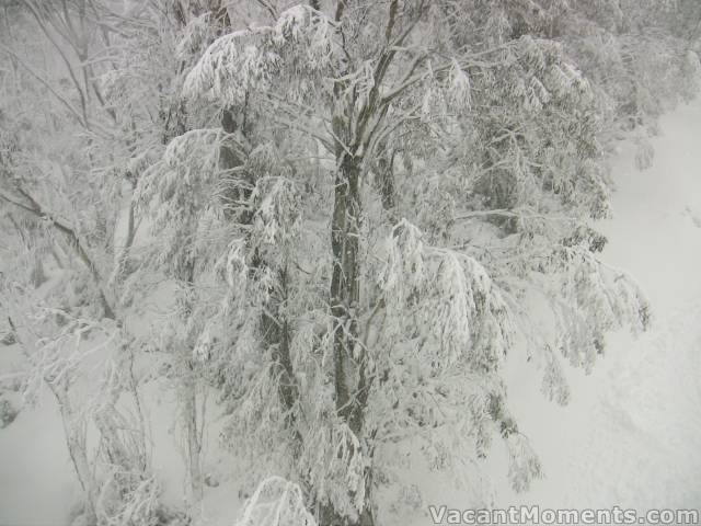 Trees off the side of Gunbarrel lift