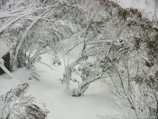 Trees off Snowgums this morning