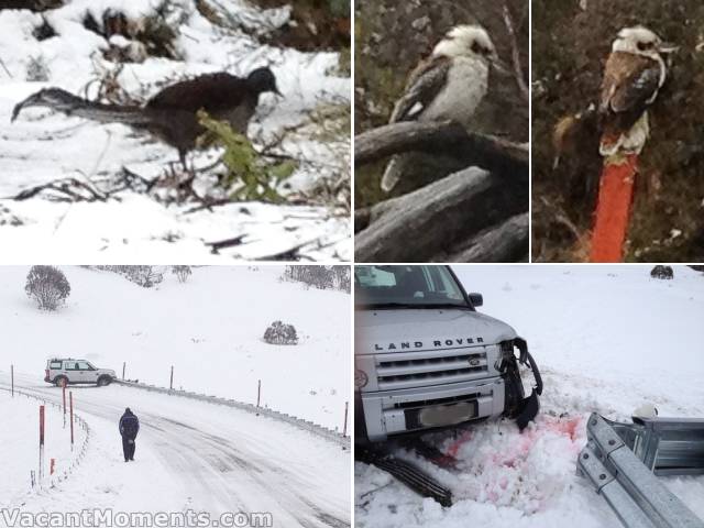 What Ray saw near DHG. Lyre bird, family of Kookaburras<BR>And, ouch, didn't quite make the turn. That's coolant - car blood not human ;-)