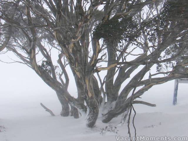 Snowgums in the blizzard - Thursday update